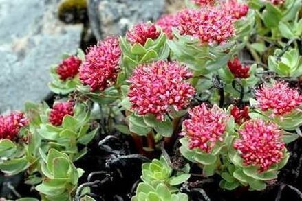 Pink Rhodiola para preparar a eficacia da tintura